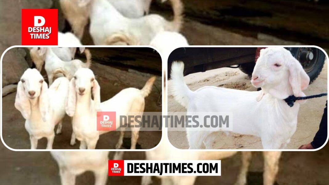 Bihar Crime News. Muzaffarpur Crime News. Gaighat Crime News. Goat thief gang terror in Gaighat, 9 goats stolen in one night, criminals arrived with Bolero