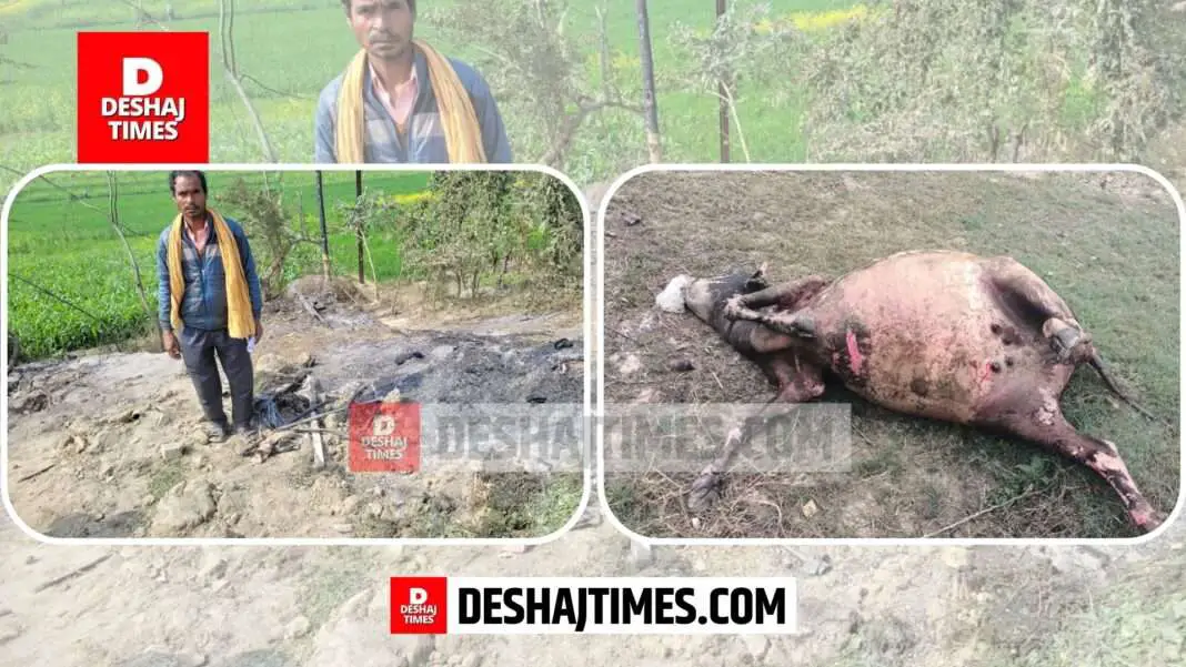 Darbhanga News, Kusheshwarsthan News, Darbhanga News | Kusheshwarsthan News | What kind of fire is this in Kesuria, it has changed the fate of the cattle rearing platoon...everything is destroyed, shadow of death.