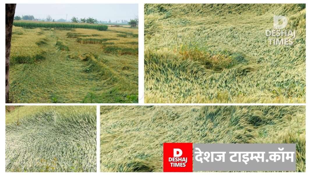 Muzaffarpur News| Gaighat News | In Gaighat, the rain brought sadness on the faces of the excited gardeners... Wheat has fallen and mustard will fall, heavy rains in Gaighat caused huge damage to crops, farmers worried.