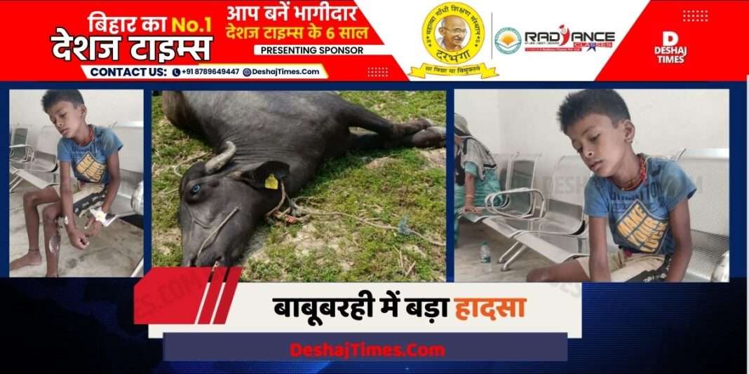 Madhubani News | 11 thousand volt shock in Babubarhi, child grazing cattle got burnt, buffalo died