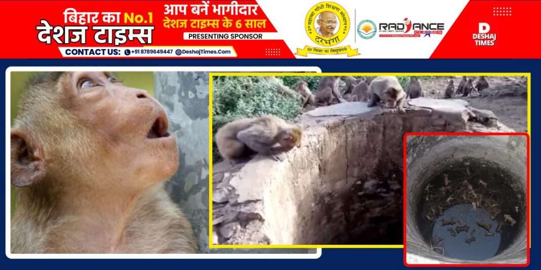 Jharkhand News| Palamu News|40 monkeys died after coming into the well to quench their thirst.