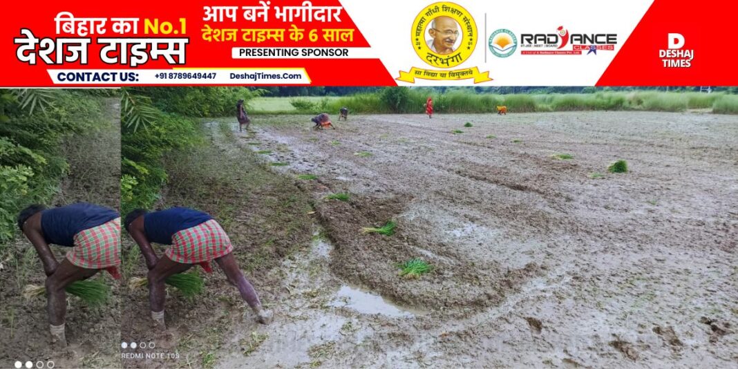 Darbhanga News|Kamtaul News| Indra's nectar...Adra Nakshatra@But the color of the fields is fading