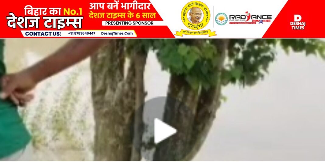 Muzaffarpur News: Miracle in superstition: Watch VIDEO. Water dripping from Kulethi tree in Beniabad, puja begins, see VIDEO