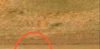 बिहार के बांध में दशकों पुराने ‘शिकारी’ की वापसी! पानी में तैरते दिखा विशालकाय मगरमच्छ, फैली सनसनी