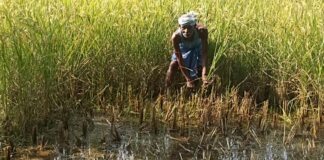 Darbhanga में जल से किसानों की किस्मत में ग्रहण, धान की आस गई, गेहूं भी स्टेबल नहीं