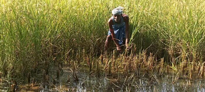 WhatsApp Image 2025-11-09 at 18.26.18_b5da4834