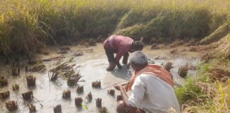 Darbhanga में धान काटने से मजदूरों का तौबा, कहा ठहरे हुए पानी और कीचड़ में कटाई, हम से ना हो पाएगा