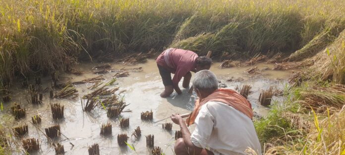 WhatsApp Image 2025-11-09 at 20.25.50_9b6a6218