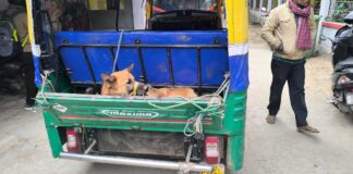 Darbhanga German Shepherd Attack: सिंहवाड़ा में जर्मन शेफर्ड कुत्ते का तांडव, आधा दर्जन लोगों पर हमला, गांवों में दहशत