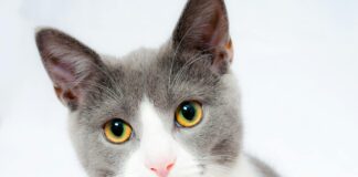 Motihari News: मोतिहारी पुलिस की इंसानियत बनी मिसाल, 5 साल से गायब बिल्ली को खोजने में जुटी