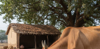 Astrological Tips: गाय को क्या खिलाना चाहिए और क्या नहीं, जानें शास्त्र सम्मत नियम Bihar News Deshaj Times