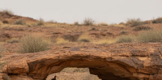 ऑप्टिकल इल्यूजन: 10 सेकंड में 53 के झुंड में छिपे 59 को खोजने की चुनौती, क्या आप हैं दिमागी बादशाह? Bihar News Deshaj Times