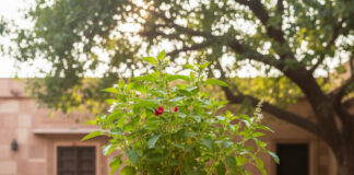 Tulsi Pujan Diwas 2025: तिथि, शुभ मुहूर्त और पूजन विधि Bihar News Deshaj Times