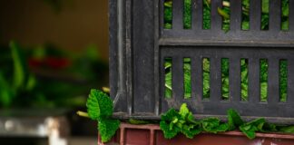 Bihar Vegetable Outlets: सीतामढ़ी में तरकारी आउटलेट का निर्माण शुरू, बिचौलियों का खेल खत्म!