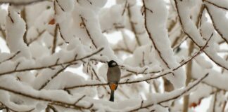 Bihar Weather: ठंड रहेगा प्रचंड, पछुआ का रेड अलर्ट, बर्फीली मौसम और कोहरे का डबल अटैक