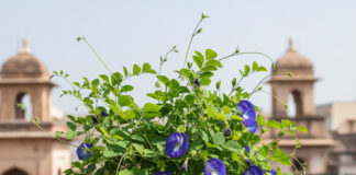 अपराजिता Flower Jyotish Upay: घर में लगाएं यह दिव्य पुष्प, बदल जाएगी आपकी किस्मत Bihar News Deshaj Times