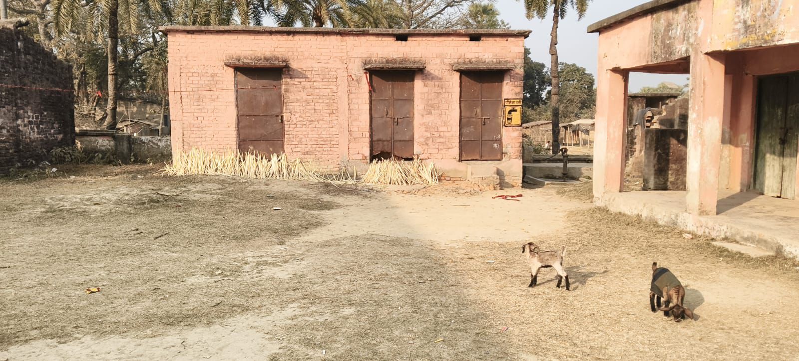 Darbhanga School News: यह स्कूल है या जानवरों का बाड़ा... जहां बच्चे नहीं, सूअर-बकरी आते हैं 'पढ़ने', जानें !