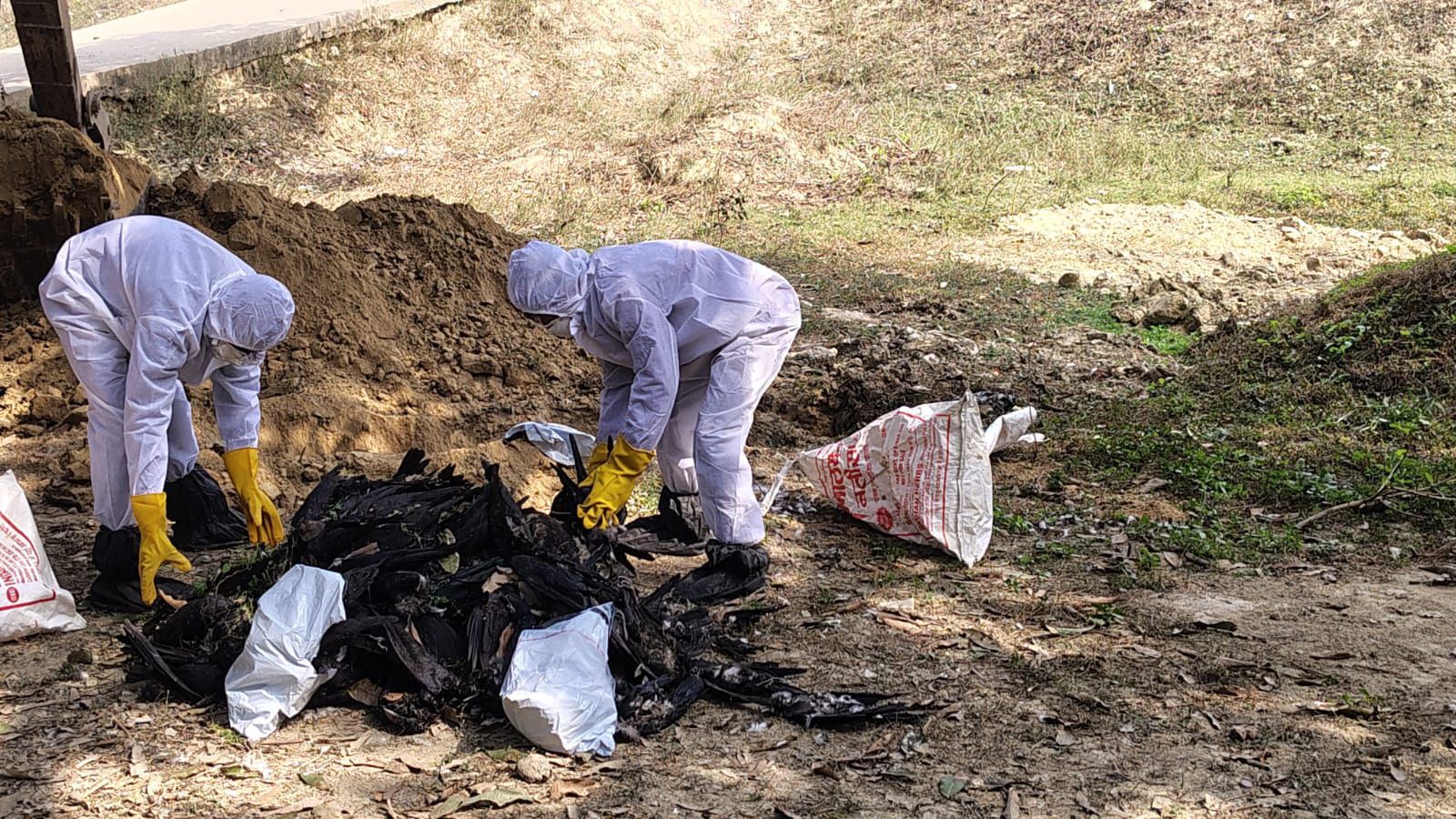 Darbhanga News: दरभंगा में Bird Flu की पुष्टि, हजारों कौवों की मौत, प्रशासन का हाई अलर्ट...Bhagalpur कनेक्शन भी पढ़िए