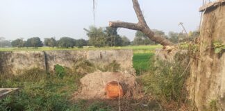 Darbhanga News: केवटी में 50 साल पुराना ‘दादा’ पेड़ गायब! Illegal Tree Cutting पर मचा हड़कंप, PCCF से हुई शिकायत… पढ़िए गुमशुदगी पर हंगामा बरपा!