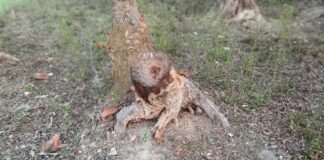 Darbhanga News: सरकारी दफ्तर में ‘पेड़-कटाई’ का खेला, केवटी में ‘सिस्टम’ पर चली आरी! प्रखंड परिसर से रातों-रात गायब हो गए आधा दर्जन पेड़, Keoti BDO बोले- मुझे क्या पता? जांच के आदेश Bihar News Deshaj Times