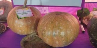 Bhagalpur News: उद्यान प्रदर्शनी बनी किसानों की उम्मीदों का एक नया मंच, अब सीधे बाजार से जुड़कर दोगुनी होगी आय, पढ़िए… मेहनत से उगाए फल-फूल और सब्जियों के रंग Bihar News Deshaj Times