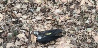 Bird Flu: भागलपुर सैंडिस कंपाउंड में कौवों की रहस्यमयी मौत, प्रशासन की चुप्पी से गहराया संकट, क्या Bird Flu ने दी है दस्तक? Bihar News Deshaj Times