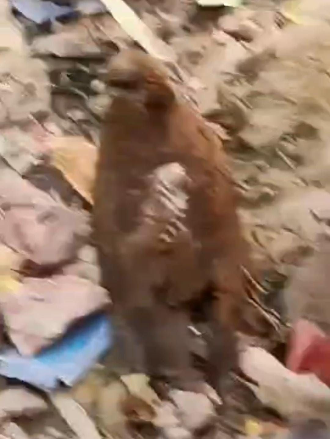 Naugachia News: दहशत के बीच मिला अर्धबेहोश बाज, 'बाबा विस्फोटक' ने पानी में कूदकर बचाई जान, इलाके में हड़कंप | Deshaj Times Naugachia News: दहशत के बीच मिला अर्धबेहोश बाज, 'बाबा विस्फोटक' ने पानी में कूदकर बचाई जान, इलाके में हड़कंप