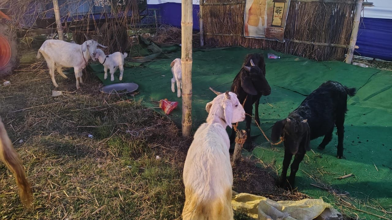 Darbhanga Mithila Lok Utsav: दरभंगा के दिग्घी तालाब में दिखा नौका दौड़ का रोमांच, जानिए किसने अपने नाम किया खिताब