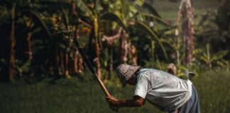 Bihar Farmers: बिहार फार्मर्स के दिल जले…1800 किसानों की राशि रुकी, गिरी गाज, सरकारी योजनाओं से हुए वंचित… मिली खेतों में पराली जलाने की सजा