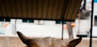 Madhubani News: मधुबनी में पशुओं के लिए सुरक्षा कवच, 18 फरवरी से मुफ्त Animal Vaccination, तुरंत देखें नोडल अधिकारियों की लिस्ट और नोट कीजिए मोबाइल नंबर