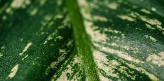 Green Hydrogen Policy: सूर्य, पानी की बूंदों से बिहार में आएगी हरित क्रांति, ग्रीन हाइड्रोजन पॉलिसी बनेगा ध्वजवाहक, पढ़िए… कैसे मिलेगा उद्योग-रोजगार को बंपर उछाल!