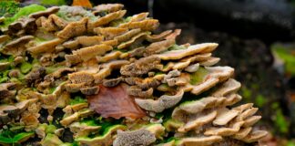 Palwal News: पलवल में 15 दिनों में 12 मौतें, पानी के जहर अटक गईं सांसें, हत्थे पर हेल्थ सिस्टम