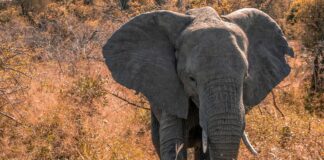 Bokaro Elephant Attack: बोकारो में टलेगा बड़ा खतरा, हाथियों के Elephant Attack से बचाने के लिए प्रशासन ने बनाया WhatsApp ग्रुप