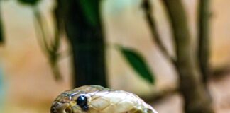 IND vs PAK मुकाबले से पहले मानो किसी रोमांचक थ्रिलर फिल्म का सीन हो! पाकिस्तान के डगआउट में निकला विशालकाय सांप! हिला कोलंबो