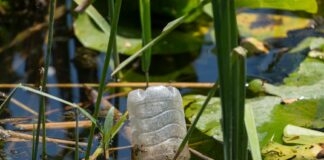 Bihar Water Crisis: क्या 2050 तक प्यासा हो जाएगा बिहार? IIT पटना की चेतावनी और सरकार का ‘रिवर्स प्लान’!