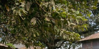 Bihar Craft Villages: बिहार की कला का बजेगा डंका, चार नए शिल्पग्राम बदलेंगे तस्वीर