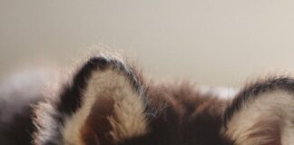 Darbhanga News: Benipur में गीदड़ और कुत्तों का आतंक, सब्जी तोड़ रही महिला समेत 3 को नोचा, DMCH रेफर