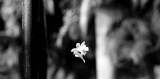 Bihar News: बिहार में बच्चा चोरी की अफ़वाह पर Police Head Quater का सख्त फरमान, Child Kidnapping Rumors में अफवाह बाजों पर कसेगा शिकंजा