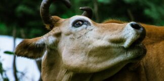 आधुनिकता की उड़ान: बिहार के पशु चिकित्सालयों में लगेंगे एक्स-रे और अल्ट्रासाउंड,Bihar Veterinary Services बनेगा आधुनिक