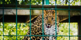 Rajgir Zoo Safari: दोगुनी होंगी बसें, टिकटें भी होंगी डबल – पर्यटकों के लिए बड़ा तोहफा