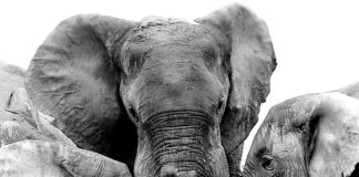 Hazaribagh Elephant Attack: हजारीबाग में मृत्यु का तांडव…हाथियों का खूनी हमला, 6 लोगों को कुचलकर मार डाला…मौत से मचा कोहराम!