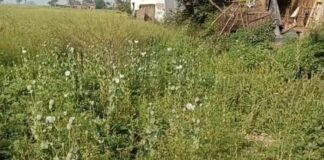 Darbhanga News: गेहूं के खेत में नशे की फसल? मास्टर साहब की जमीन पर मिले अफीम के पौधे, पढ़िए Singhwara के सिमरी पुलिस की बड़ी कार्रवाई…कुंवरपट्टी गांव लड़खड़ाया!