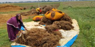 Darbhanga Weather: दरभंगा में मौसम का डबल अटैक, आंधी-बारिश ने तोड़ी किसानों की कमर, खेतों में बिछ गई सोने जैसी फसल
