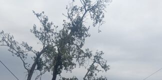 Darbhanga News: बेनीपुर में आसमानी आफत, बेमौसम बारिश ने मचाई तबाही, फसलें बर्बाद, 24 घंटे से बिजली गुल