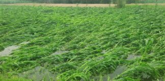 Araria News: आंधी ने उजाड़ी मक्के की फसल, किसानों के छलके आंसू, बोले- ‘मुआवजा नहीं मिला तो कर लेंगे आत्महत्या’ Bihar News Deshaj Times