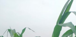 Bihar Weather: कुशेश्वरस्थान में आसमानी आफत ने मचाई तबाही, आंधी-बारिश से सैकड़ों एकड़ गेहूं-मकई की फसल बर्बाद Bihar News Deshaj Times