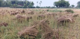 Bihar Weather ने बरपाया कहर, अलीनगर में ओलावृष्टि से फसलें तबाह, किसानों के माथे पर चिंता की लकीरें Bihar News Deshaj Times