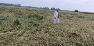 Darbhanga Weather: बेनीपुर में आसमानी आफत ने तोड़ी किसानों की कमर, खेतों में बिछ गई फसलें, अन्नदाता की आंखों में आंसू