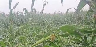 Bhagalpur News: पीरपैंती में आंधी-बारिश का कहर, मक्का-गेहूं की फसलें हुईं बर्बाद, किसानों ने लगाई मुआवजे की गुहार