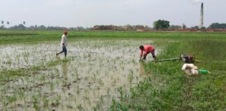 Darbhanga News: किसानों की Crop Damage ने तोड़ी कमर, कमतौल में आसमानी आफत से सैकड़ों एकड़ मक्का की फसल बर्बाद